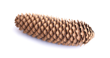Coniferous tree cone