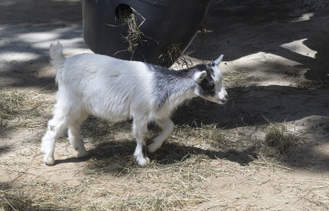 Little goat on the farm