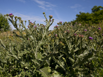 Stately Roadside Weed