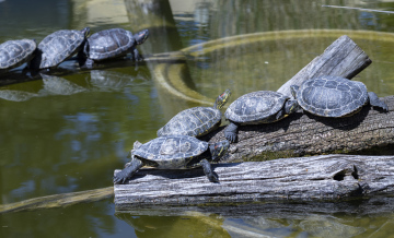 Turtles in the zoo