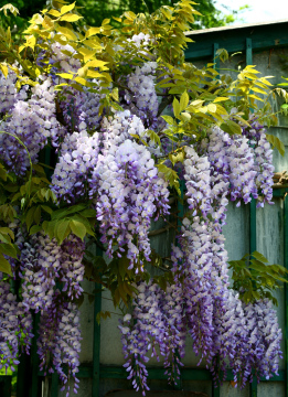 Wisteria at the time of flowering