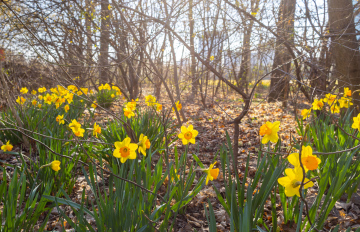 Spring in the Garden, yellow daffodils