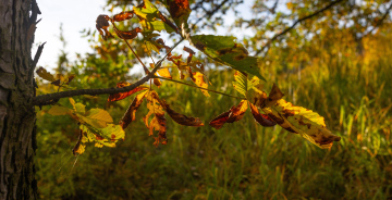 Chestnut Leaves in Autumn Landscape
