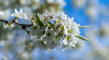 Blossoming Willow Pear Tree