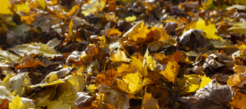 Autumn Leaves, wallpaper, horizontal