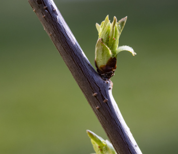 Young Buds on Branch