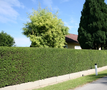 A Typical Hedge From A Ligustrus