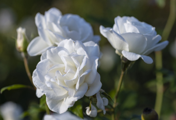 White Roses in the Garden