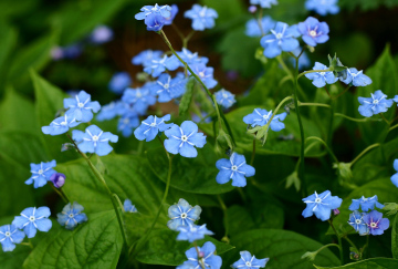 omphalodes