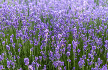 Blooming Lavender in the Garden