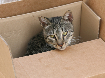 Gray Cat In A Cardboard