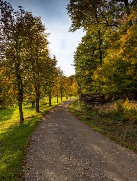 Dirt road through the park in the autumn landscape