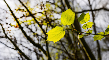 Young Leaves on Tree Branches, Spring in the Park