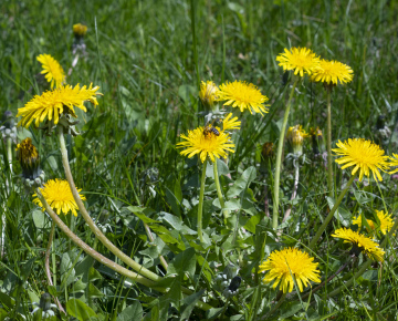 Yellow dandelion in the grass