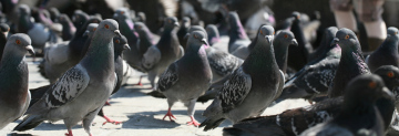 Pigeons on the square