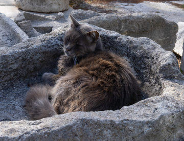 Sleeping Cat in a Stone Hollow