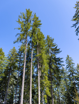 Spruces, coniferous forest