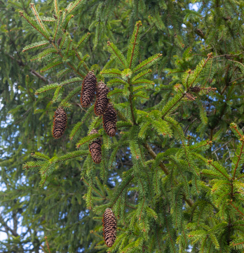 Dry cones on a spruce branch