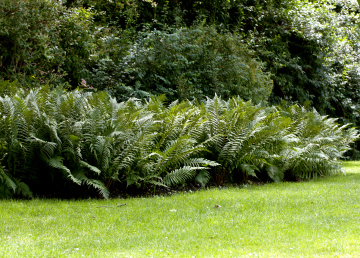 Group Of Ferns In The Park