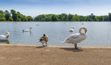 Swans in the Park. Kensington Pond