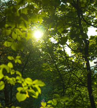Sun in the forest -free photo
