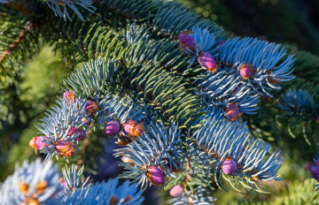 New growths on branches of coniferous trees