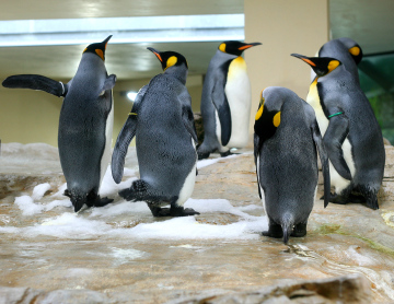 Penguins At The Zoo