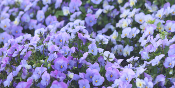 Blooming, colorful pansies