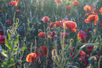 Meadow with red poppies