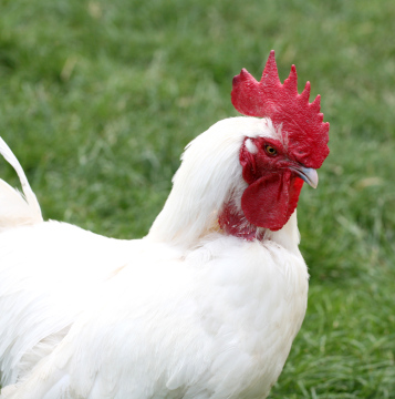 White Rooster In The Farm