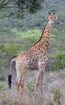 Giraffe At Freedom