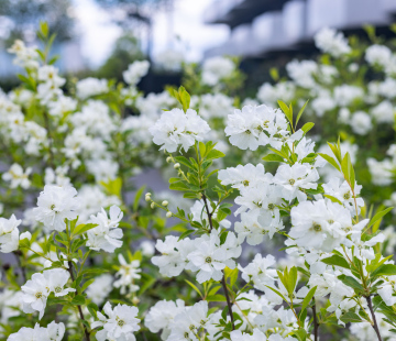 White flowering shrubs