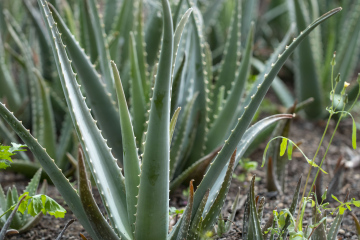 Aloe leaves in the field