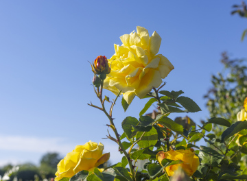 Yellow rose in the garden, shrub