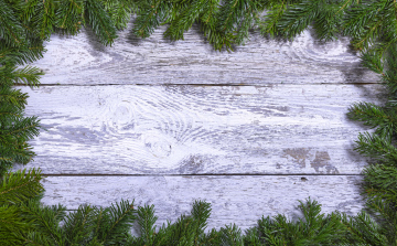 White planks and a border with fir branches background download