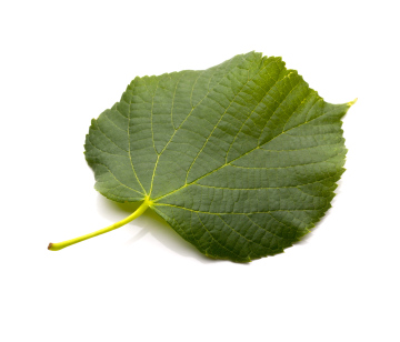 Linden leaf on white background