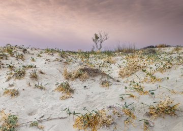 Sandy dune with dry-loving vegetation