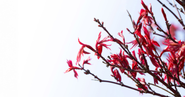 Maple Palm, red, young leaves in spring