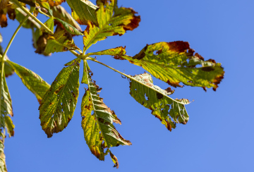 Chestnut Leaf Eaten by Pests