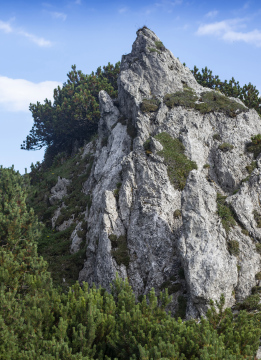 Rock covered with mountain pine