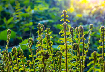 Young Fern Shoots