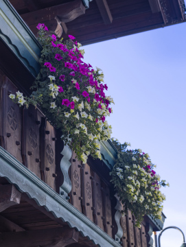Hanging Balcony Flowers