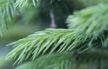 Pests, insects on the needles of spruce