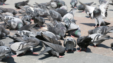 Pigeons on the Market Square