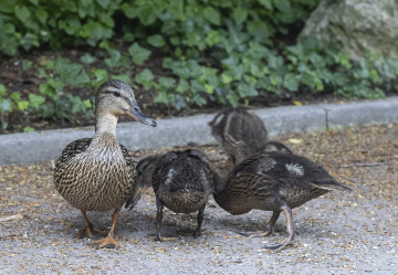 A small group of ducks