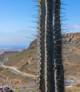 Gran Canaria, cactus and winding road stock photo