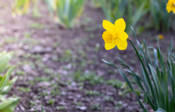 Blooming Daffodil in the Garden