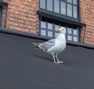 White Seagull in the City
