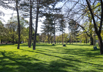 Trees in the City Park