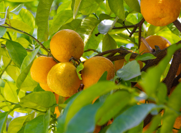 Oranges on the Tree, citrus cultivation